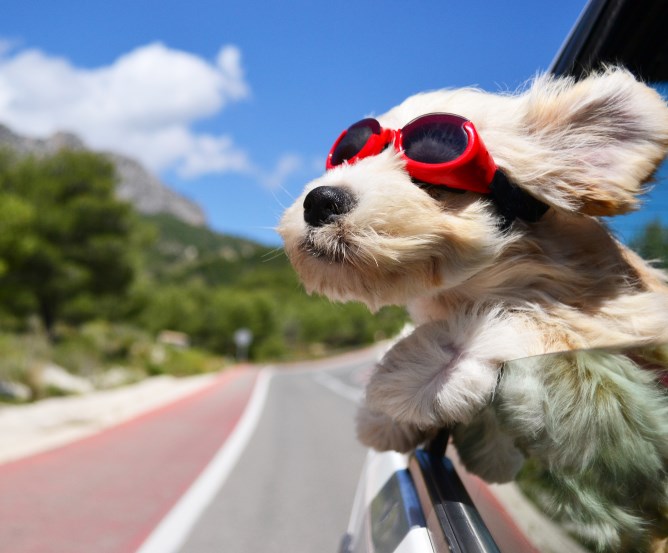 Hund fährt Auto aber sicher!