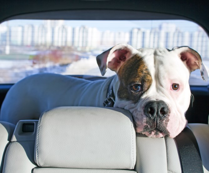 Hund fährt Auto aber sicher!